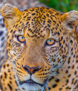 Africa-Leopard Portrait