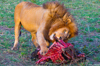 Africa-Lion Gnawing on Ribs
