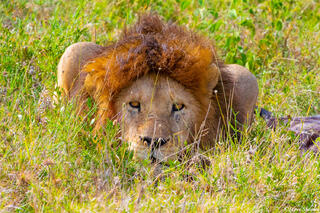 Africa-Lion Laying Low