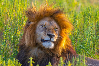 Africa-Lion Making Funny Faces
