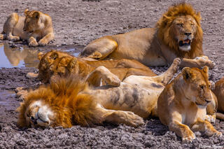 Africa-Lounging by the Waterhole