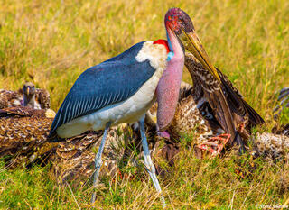 Africa-Marabou Stork