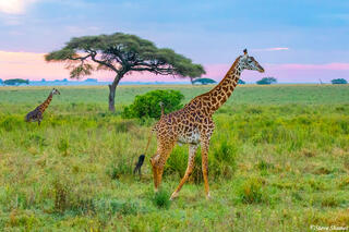 Africa-Morning Giraffes