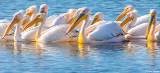 Africa-Pelicans
