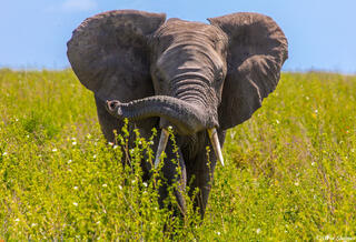 Africa-Twisty Elephant Trunk