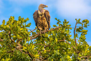 Africa-Vulture in Tree