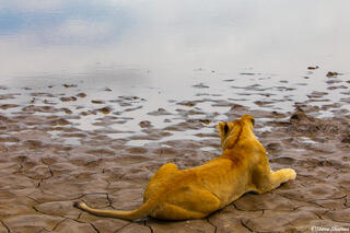 Africa-Waterhole Guard