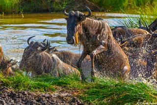 Africa-Wildebeest Struggling