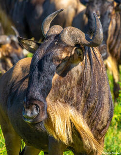 Africa-Yellow Beard Gnu