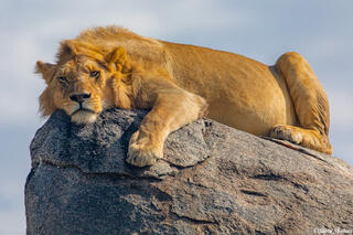 Africa-Young Lion On Rocks
