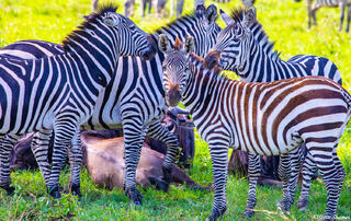 Africa-Zeal of Zebras
