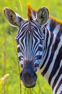 Africa-Zebra Portrait