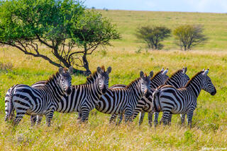 Africa-Zebras Posing