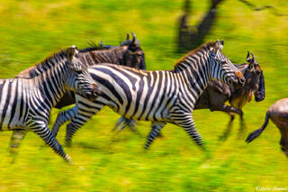 Africa-Zebras Running
