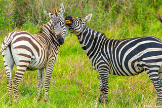 Africa-Zebras Telling Secrets