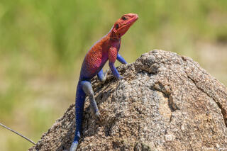 African-Agama Lizard