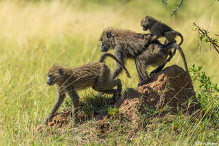 African-Baboon Family
