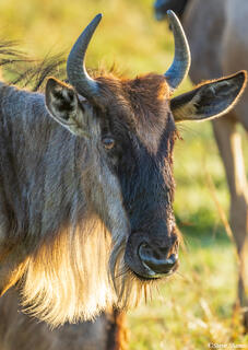 African-Bearded Gnu