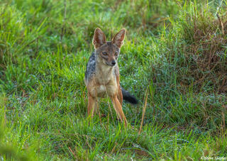 African-Black Backed Jackal