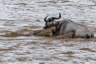African-Crocodiles Catching Wildebeest