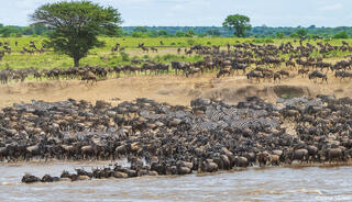 African-Crossing Mara River