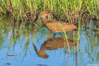 African-Hamerkop Bird