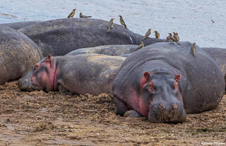 African-Hippo Oxpeckers