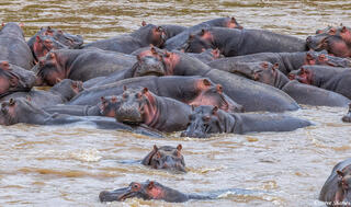 African-Hippo Pod