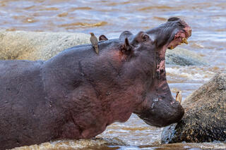 African-Hippo Yelling