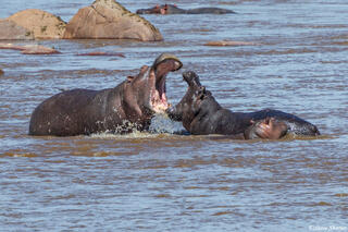 African-Hippos Fighting