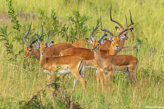 African-Impala Herd