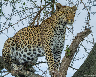 African-Leopard