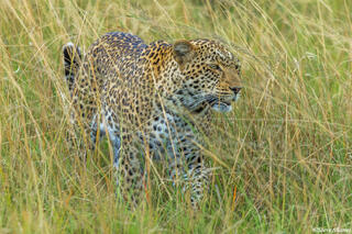 African-Leopard in Grass