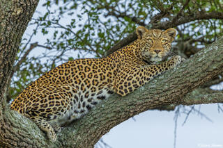 African-Leopard in Tree