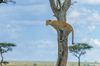 African-Leopard Looking Around