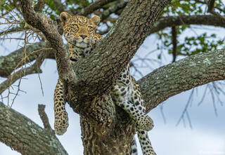 African-Leopard on Branch