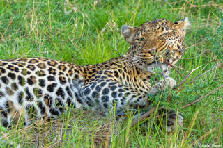 African-Leopard Picking Teeth
