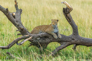 African-Leopard Posing