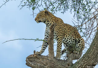 African-Leopard Watching