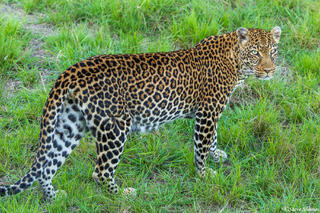 African-Leopardess