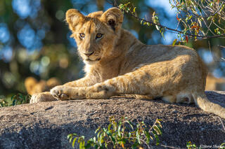 African-Lion Cub on Rock