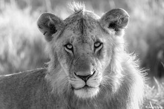 African-Lion Portrait Black and White