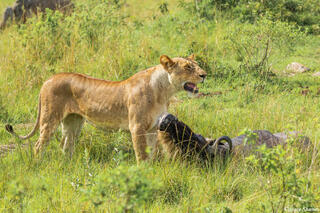 African-Lion Queen