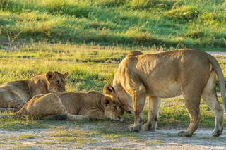 African-Lions Head Rubbing