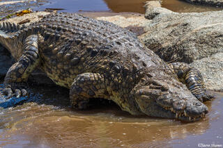 African-Mara River Crocodile