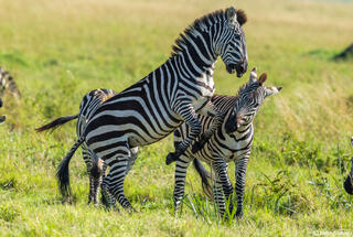 African-Rearing Zebras