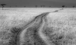African-Road Through Serengeti