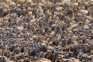 African-Sea of Horns