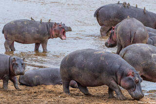 African-Serengeti Hippos