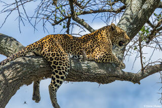 African-Serengeti Leopard